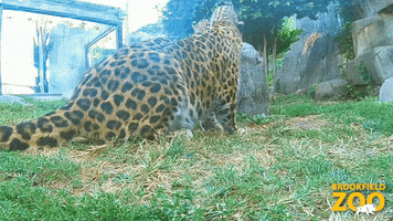 Sneak Attack Wrestling GIF by Brookfield Zoo