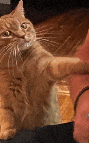 Excuse Me What GIF by realzygoatian
