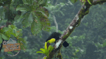 Bird GIF