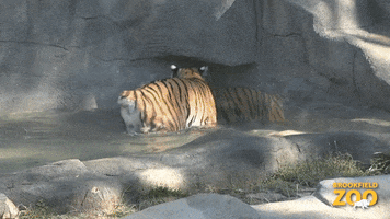 Pool Party Hello GIF by Brookfield Zoo