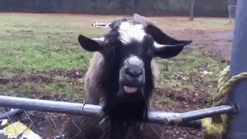 Автомобили для патрульных застрахованы в соответствии с требованиями действующего законодательства, - МВД - Цензор.НЕТ 7272