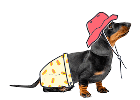 Hot Dog Dachshund Sticker by Pumpkin