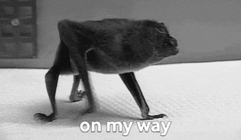 Vampire Bat GIFs - Find & Share on GIPHY