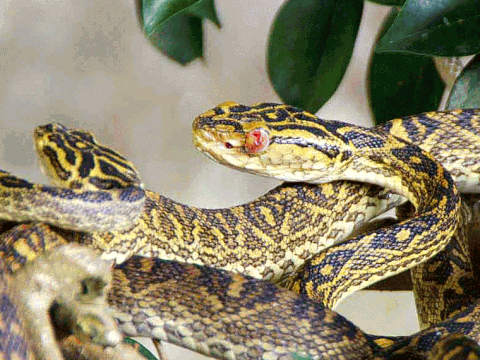 snakes