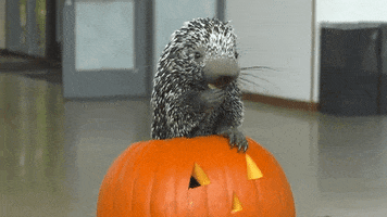 Halloween Eating GIF by Brookfield Zoo