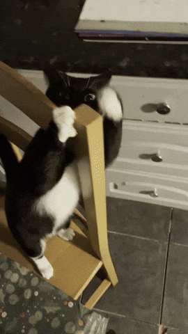 Cat GIF