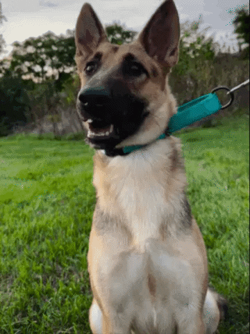 Dogs Puppy GIF by Shenandoah Shepherd Rescue