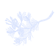 Pine Tree Sticker by BLISS BANG CAPITAL