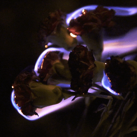 Burning Flowers Burn GIF by Medalla