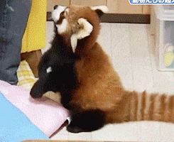red panda please GIF