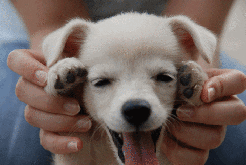 Cute Puppies GIFs - Get the best GIF on GIPHY