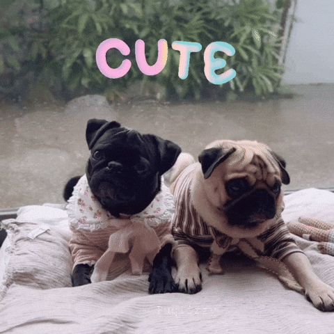 Cute Dog Pugs GIF