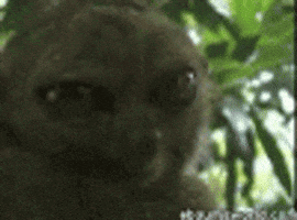 Jumpscares GIFs - Find & Share on GIPHY
