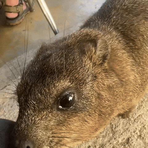 Rock Hyrax Love GIF