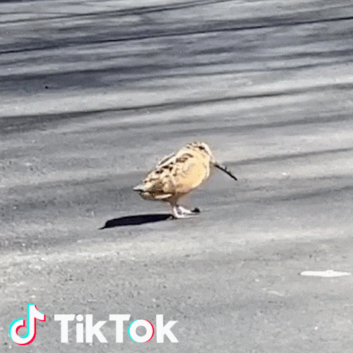 Galline GIFs - Get the best GIF on GIPHY