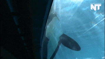 san diego orca GIF by NowThis 