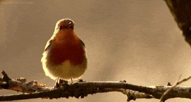 bird standing GIF