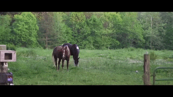 polyvinylrecords forest farm horses looking up GIF