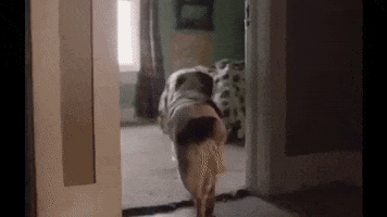 Dog Morning GIF by The Lumineers