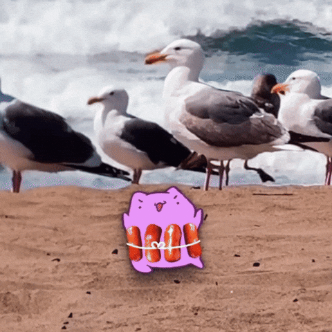 Beach Day Cat GIF