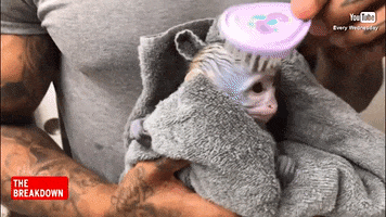monkey self-care GIF by Inside Edition