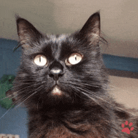 Looking Around Black Cat GIF by pawsr