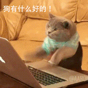 Cat GIF