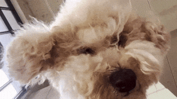 나무 GIF