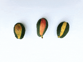 Equal Food GIF