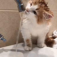 Eleven-Week-Old Kitten Discovers Tap Water for the First Time