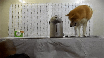victorsatoru dog doge prank shiba GIF