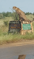 Couple Spot Cheetah Sitting on Road Sign