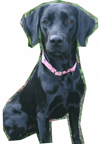 Birdy`s Leinentraum GIF