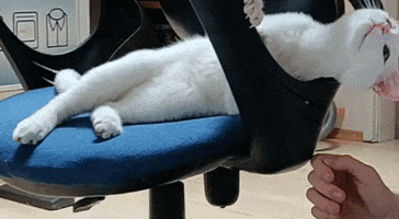 Cat GIF