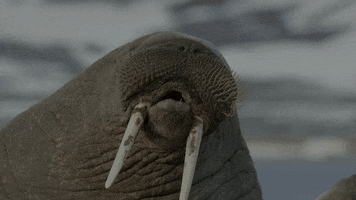 When Nature Calls Walrus GIF by ABC Network
