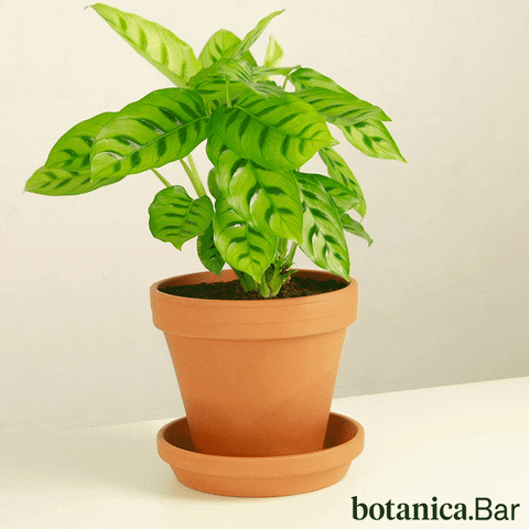 botanicabar_ fun party dancing plants GIF