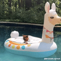 Pool Party Whatever GIF by Brussels.Sprout