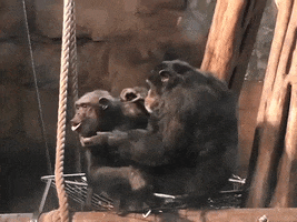 Chimpanzees GIF