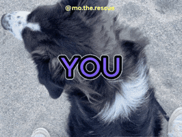 Dog GIF