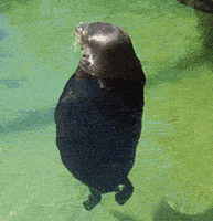seal spinning GIF