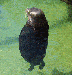 Spinning-seal GIFs - Get the best GIF on GIPHY