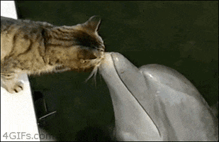 dolphin animal friendship GIF
