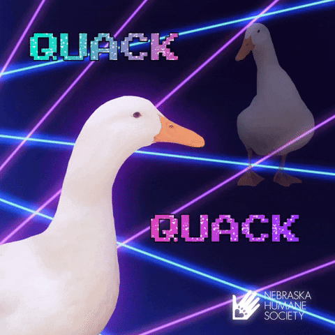 Duck Quack GIF - Duck Quack Walk - Discover & Share GIFs
