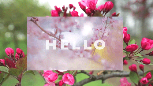 photo of pink flowers with moving text that says Hello Spring
