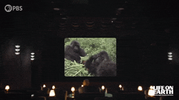 David Attenborough GIF by PBS