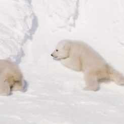sliding polar bear GIF