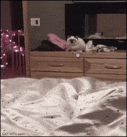 Cat Fail GIF