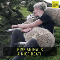 Die Farm Animals GIF by 60 Second Docs