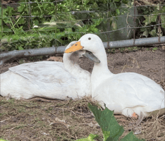 Heart Duck GIF