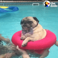 Pool Party Swimming GIF by The Dodo